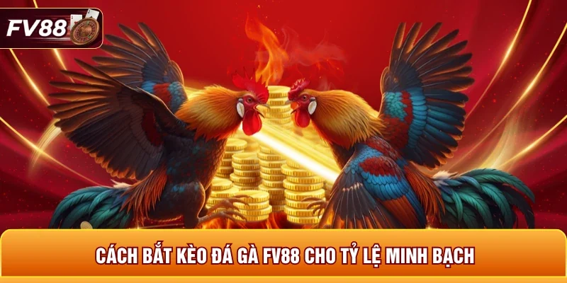 Cách bắt kèo đá gà FV88 cho tỷ lệ minh bạch