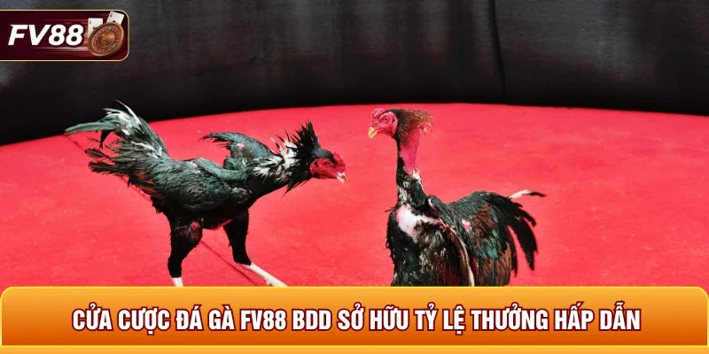 Cửa cược đá gà FV88 BDD sở hữu tỷ lệ thưởng hấp dẫn