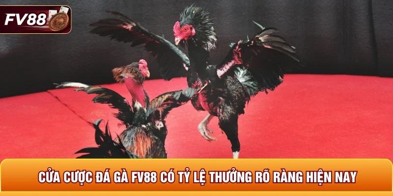 Cửa cược đá gà FV88 có tỷ lệ thưởng rõ ràng hiện nay