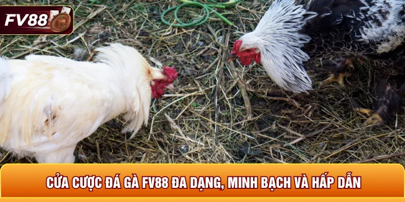 Cửa cược đá gà FV88 đa dạng, minh bạch và hấp dẫn
