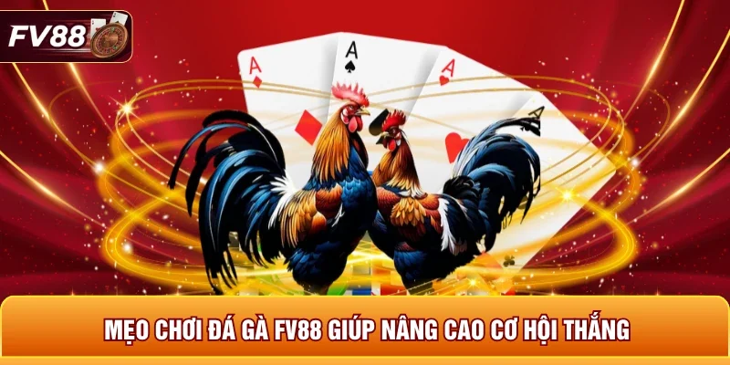 Mẹo Chơi Đá Gà FV88 Giúp Nâng Cao Cơ Hội Thắng