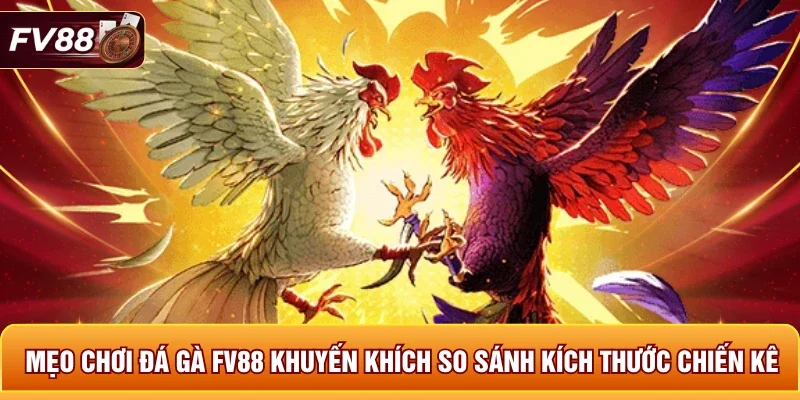 Mẹo chơi đá gà FV88 khuyến khích so sánh kích thước chiến kê