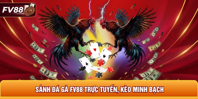 Sảnh đá gà FV88 trực tuyến, kèo minh bạch 